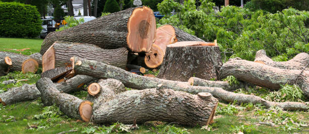 How Our Tree Care Process Works  in  Avenel, NJ