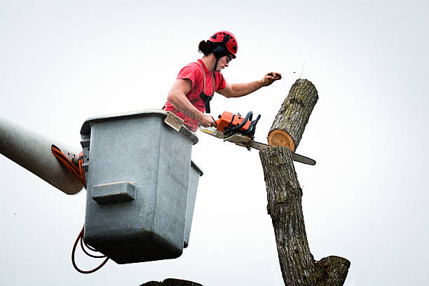 Tree and Shrub Care in Avenel, NJ