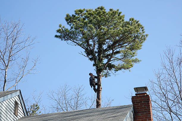 Professional Tree Services in Avenel, NJ